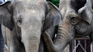 Ινδία | Επτά ελέφαντες σκοτώθηκαν κατά τη σύγκρουση επιβατικού τρένου με κοπάδι