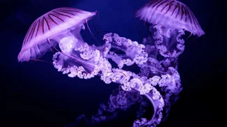 Μωβ μέδουσα | Οι περιοχές στην Ελλάδα με το μεγαλύτερο πρόβλημα