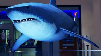 Πλάσματα & Μυστήρια του Βυθού στο Mediterranean Cosmos