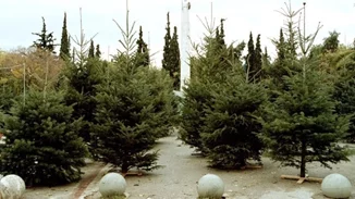 Ξεκινάει από 8 Ιανουαρίου η ανακύκλωση των χριστουγεννιάτικων δέντρων
