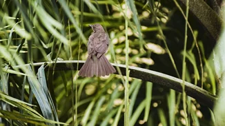 Κολομβία | Θαυμασμός για την μικρή ηρωίδα Λέσλι που κράτησε ζωντανά τα αδέρφια της 40 μέρες στη ζούγκλα