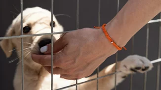 Το limited edition βραχιόλι της Griamond για τη στήριξη του Save A Greek Stray