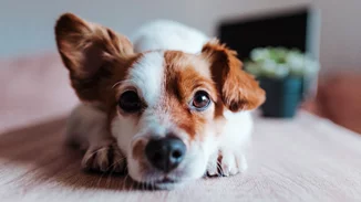 Έτοιμο το πρώτο σύγχρονο καταφύγιο αδέσποτων ζώων του δήμου της Αθήνας