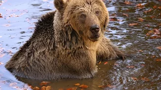 O "Γιωργάκης", ο παππούλης αρκούδος του Αρκτούρου απέκτησε το δικό του διαμέρισμα