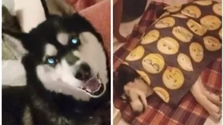 Αράχωβα: Καθηγητής Κτηνιατρικής υποστηρίζει ότι ο Όλιβερ κακοποιήθηκε από άνθρωπο - Πληροφορίες ότι ταυτοποιήθηκε ο δράστης