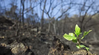 Τα δέντρα του πλανήτη κάνουν ό,τι μπορούν