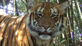 Το brand Kenzo συνεχίζει τη συνεργασία με την WWF για την προστασία των τίγρεων