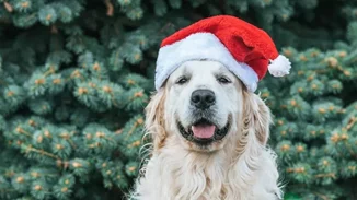 Έχεις κατοικίδιο; Δες ποιον κίνδυνο υγείας μειώνει | Νέα έρευνα