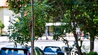 Υπεγράφη η σύμβαση για την προμήθεια 2.975 δέντρων στον Δήμο Αθηναίων