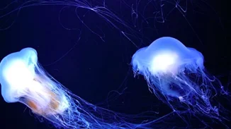 "Δεν μπορείς να περιγράψεις τον πόνο, λες και μου έριξαν βιτριόλι", λέει γυναίκα που τσιμπήθηκε από μωβ μέδουσα