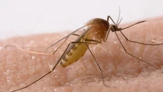 Περιφέρεια Αττικής | Σε αυξημένη ετοιμότητα καθώς οι καιρικές συνθήκες ευνοούν την αύξηση του κουνουπιού τίγρη