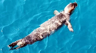 Τις 18.000 ευρώ έφτασε η αμοιβή για αυτόν που σκότωσε τον "Κωστή" στην Αλόννησο