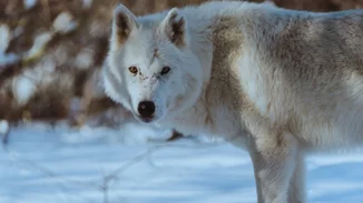 Ο κακός λύκος ανήκει στα παραμύθια αλλά η απανθρωπιά είναι (πέρα για πέρα) αληθινή
