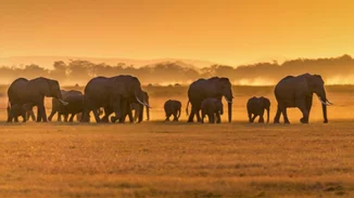 Από ό,τι φαίνεται, καταφέραμε να κάνουμε και τους ελέφαντες είδος υπό εξαφάνιση