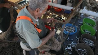 Η σαρδέλα Καλλονής, προς ένταξη στα προϊόντα Προστατευόμενης Ονομασίας Προέλευσης