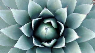 #Tidbits * | Εσύ τι ξέρεις για το mezcal;