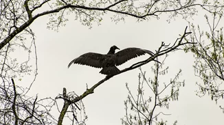 Έβρος | Τα σπάνια πτηνά ψάχνουν τις φωλιές τους στα καμένα