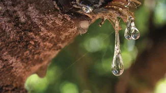 Η μοσχοβολιστή Μαστίχα ενώνει ολόκληρες γενιές