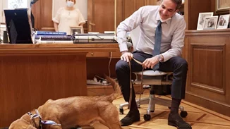 Στο Μαξίμου ο Πίνατ, το αδέσποτο που υιοθέτησε ο πρωθυπουργός