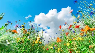 Κυριακή των Βαΐων: Γιατί είναι ξεχωριστή η σημερινή μέρα - Τα βάγια, οι παραδόσεις και τα έθιμα