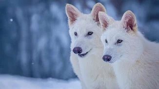 Dire Wolf | Επιστήμονες δημιούργησαν λύκο που εξαφανίστηκε πριν 10.000 χρόνια