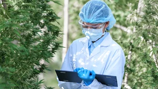 Έρευνα από επιστήμονες του ΕΚΠΑ για να επιβεβαιωθεί η αντικαρκινική δράση της κάνναβης