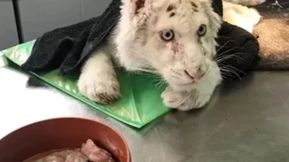 Το λευκό τιγράκι που βρέθηκε σε κάδο έκανε μαγνητική τομογραφία - Ποια η κατάσταση της υγείας του [εικόνες]