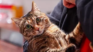 Τρίχες στα ρούχα | Το πιο αποτελεσματικό hack για να γλιτώσεις