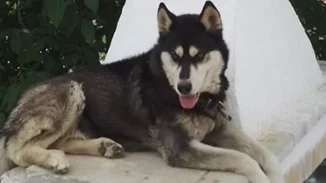 Αράχωβα | Ποινική δίωξη για την κακοποίηση και τον θάνατο του Όλιβερ - Κοντά στην εξιχνίαση της υπόθεσης οι αρχές