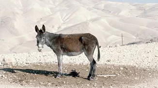 "Why Look at Animals? Δικαιοσύνη για τη μη ανθρώπινη ζωή". Ομαδική έκθεση στο ΕΜΣΤ εγκαινιάζεται στις 15/5
