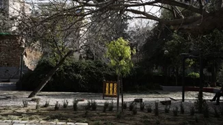 Η αναγκαιότητα των δέντρων της Αθήνας και οι προκλήσεις που αντιμετωπίζουν