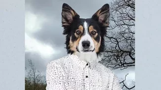 Το κολάρο της ελευθερίας - Μια χριστουγεννιάτικη ιστορία της Φωτεινής Τσαλίκογλου για τα αδέσποτα και την πανδημία