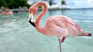 Μυτιλήνη | Οι διασώστες των φλαμίνγκο στους υγρότοπους της Λέσβου