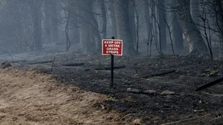 Τα δέντρα του πλανήτη κάνουν ό,τι μπορούν