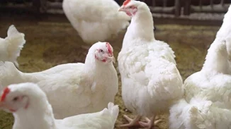 Εστίες γρίπης των πτηνών σε βαλκανικές χώρες