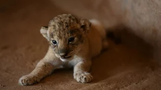 Κίνα | Εστιατόριο προσφέρει γεύμα αγκαλιά με λιονταράκια