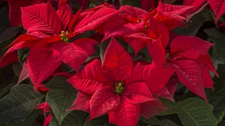 Το αλεξανδρινό έχει τη δική του γιορτή