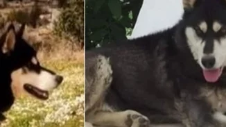 Αράχωβα: Νέες αποκαλύψεις για τον βασανιστικό θάνατο του Ολιβερ - "Υπάρχουν φωτογραφίες που τον δείχνουν δίπλα σε άνθρωπο"