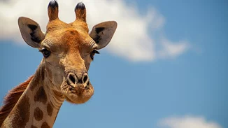 Πρωτόγνωρες εικόνες στη Βρετανία | Δίνουν στα ζώα γλειφιτζούρια πάγου με λαχανικά και φύλλα για να αντέξουν τον καύσωνα