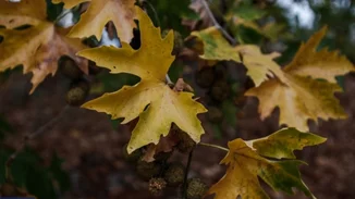 Καιρός | Φθινοπωρινό σκηνικό με συννεφιά τοπικές βροχές - Πού θα φτάσει η θερμοκρασία στην Αττική