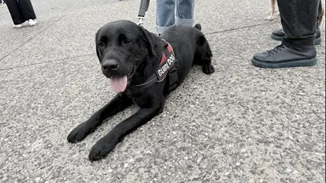 Συνεχίζεται και σήμερα Κυριακή το pet festival