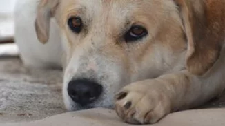 Πρόστιμο 1000 ευρώ σε 60χρονη γιατί παράτησε σκύλο στο αυτοκίνητο μέσα στη ζέστη