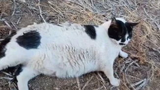 Chonkus Maximus | Ο διάσημος γάτος της Κρήτης έχει αποκτήσει status Pokémon