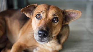 Θεσσαλονίκη | Συνελήφθη 25χρονος που μαχαίρωσε και σκότωσε σκύλο