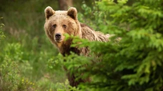 Κτηνωδία στην Καστοριά - Δολοφόνησαν αρκούδα και τα δυο της αρκουδάκια