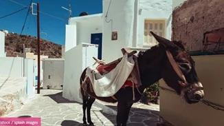 Σαντορίνη| Εξαντλημένο γαϊδουράκι κατάρρευσε από το βάρος του φορτίου που κουβαλούσε