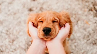 Παγκόσμια Ημέρα Ζώων | Πώς μετέτρεψα την αγάπη μου για το κατοικίδιό μου σε πράξη