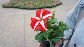 Η Γιορτή της Μητέρας στους δήμους της Αττικής