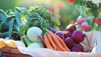 Χυμός παντζαριού μειώνει την αρτηριακή πίεση σε άτομα με χρόνια αποφρακτική πνευμονοπάθεια