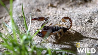 "Κρυμμένα Θαύματα της Ευρώπης" | Ένα επεισόδιο για τη φυσική ομορφιά της Ελλάδας στο National Geographic WILD